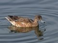 Eurasian Wigeon