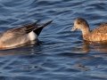 Eurasian Wigeon