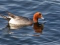 Eurasian Wigeon