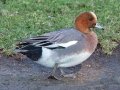 Eurasian Wigeon