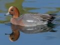 Eurasian Wigeon