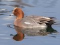 Eurasian Wigeon