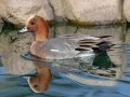 Eurasian Wigeon