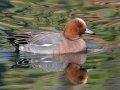 Eurasian Wigeon