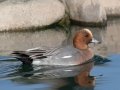 Eurasian Wigeon