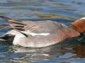 Eurasian Wigeon