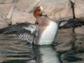 Eurasian Wigeon
