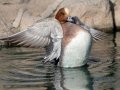 Eurasian Wigeon