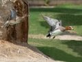 Eurasian Wigeons