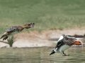 Eurasian Wigeons
