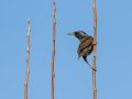 European Starling - Ramona Grasslands Preserve - Highland Valley Road, San Diego, California, 11/28/2017