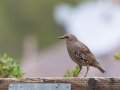 European Starling -  Jacumba--town, pond, fields, San Diego, California, 5/23/2015