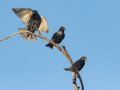 European Starling - Ramona Grasslands Preserve - Highland Valley Road, San Diego, California, 12/29/2016