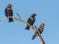 European Starling - Ramona Grasslands Preserve - Highland Valley Road, San Diego, California, 12/29/2016