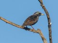 European Starling - Ramona Grasslands Preserve - Highland Valley Road, San Diego, California, 12/29/2016