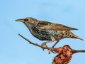 European Starling - Ramona Grasslands Preserve - Highland Valley Road, San Diego, California, 11/28/2017
