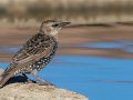 European Starling, Wildhorse Meadows, San Diego, California, 7/26/2017