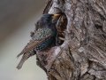 European Starling, Dos Picos County Park, Ramona, San Diego, California, 2/26/2019