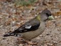 Evening Grosbeak