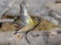 Evening Grosbeak - Laguna Mountains - West Meadow Area