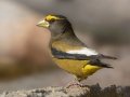 Evening Grosbeak - Laguna Mountains - West Meadow Area