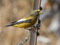 Evening Grosbeak - Laguna Mountains - West Meadow Area