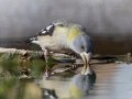 Evening Grosbeak - Laguna Mountains - West Meadow Area