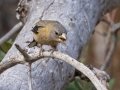 Evening Grosbeak - Laguna Mountains - West Meadow Area