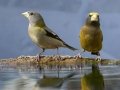 Evening Grosbeaks (female left, male right) - Laguna Mountains - West Meadow Area