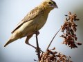 Northern Red Bishop - (Exotic) - Huntington Beach, Orange County, California, Oct 21, 2018