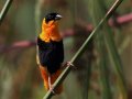 Northern Red Bishop - (Exotic) - Huntington Beach, Orange County, California, Oct 21, 2018