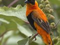 Northern Red Bishop - (Exotic) - Huntington Beach, Orange County, California, Oct 21, 2018