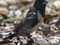 Bronze Mannikin - (Exotic) - Huntington Beach, Orange County, California, Oct 21, 2018