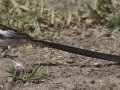 Pin-tailed Whydah - (Exotic) - Huntington Beach, Orange County, California, Oct 21, 2018