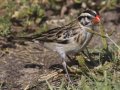 Pin-tailed Whydah - (Exotic) - Huntington Beach, Orange County, California, Oct 21, 2018