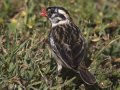 Pin-tailed Whydah - (Exotic) - Huntington Beach, Orange County, California, Oct 21, 2018