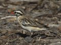Pin-tailed Whydah - (Exotic) - Huntington Beach, Orange County, California, Oct 21, 2018