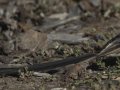 Pin-tailed Whydah - (Exotic) - Huntington Beach, Orange County, California, Oct 21, 2018