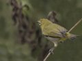 Wandering White-eye - (Exotic) - Huntington Beach, Orange County, California, Oct 21, 2018