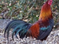 Rooster