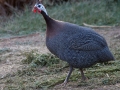 Guineafowl