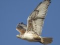 Ferruginous Hawk