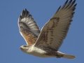 Ferruginous Hawk