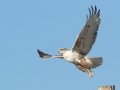 Ferruginous Hawk
