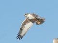 Ferruginous Hawk