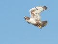 Ferruginous Hawk