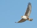 Ferruginous Hawk