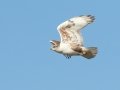 Ferruginous Hawk