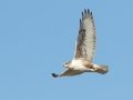 Ferruginous Hawk
