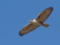 Ferruginous Hawk